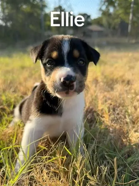 Ellie