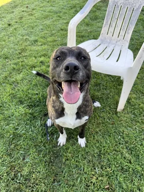 Puppy Chulo