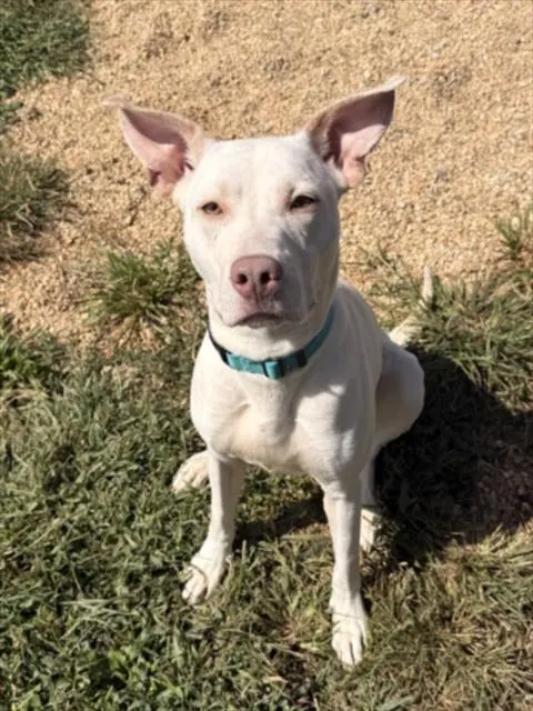 Stella