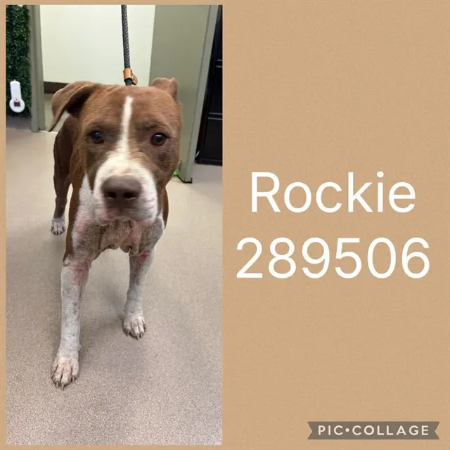 Rockie