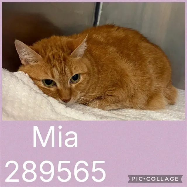 Mia