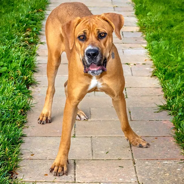 Bailey