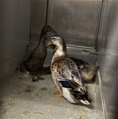 Adoptable Bird