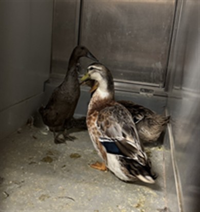 Adoptable Bird