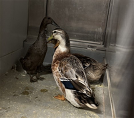 Adoptable Bird