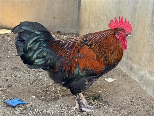 Rhode Island Red