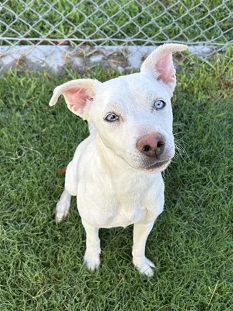 Nova