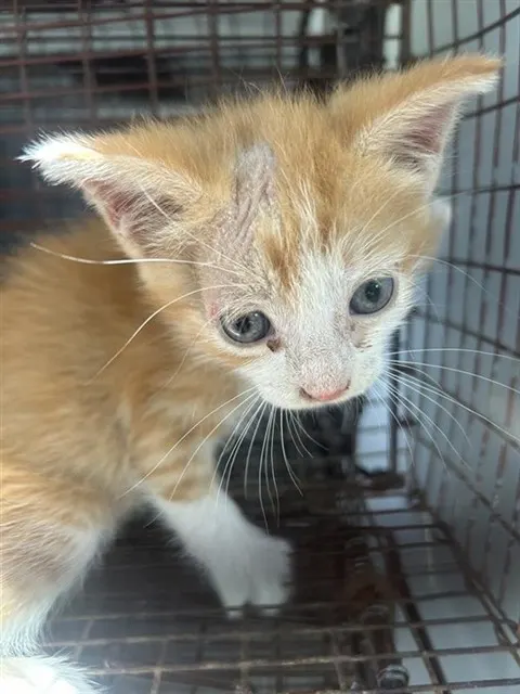 Adoptable Cat