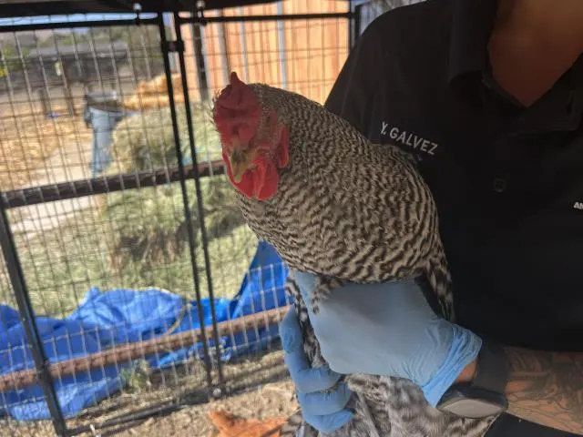 Adoptable Bird
