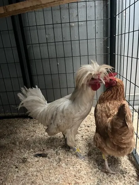 Adoptable Bird