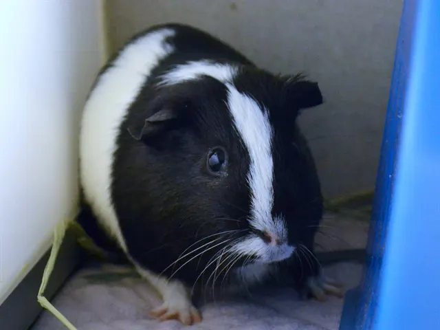Despereaux