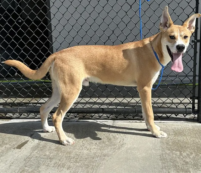 *Copper