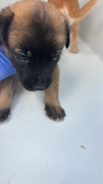Adoptable Dog
