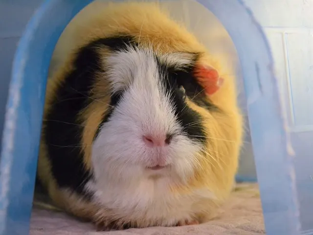 Mochi
