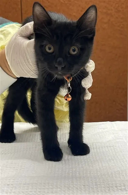 Dolce
