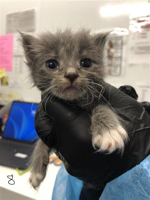 Adoptable Cat