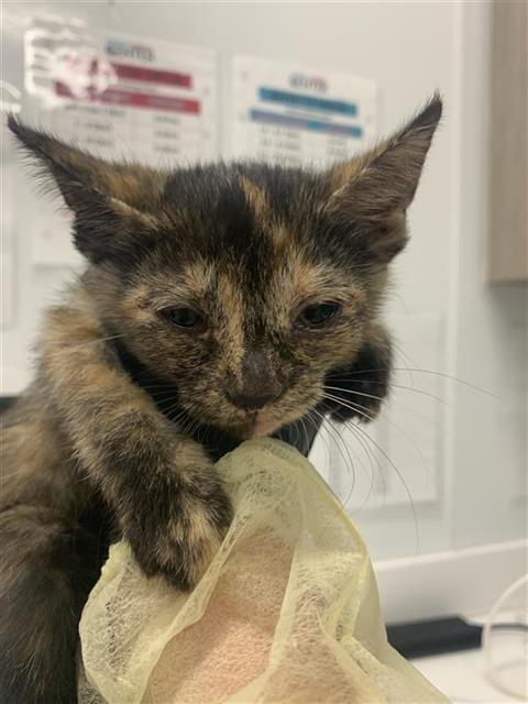 Adoptable Cat