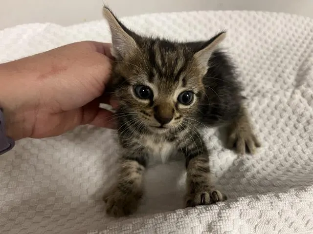 Adoptable Cat