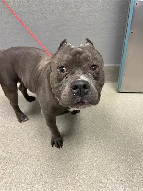 Tyson