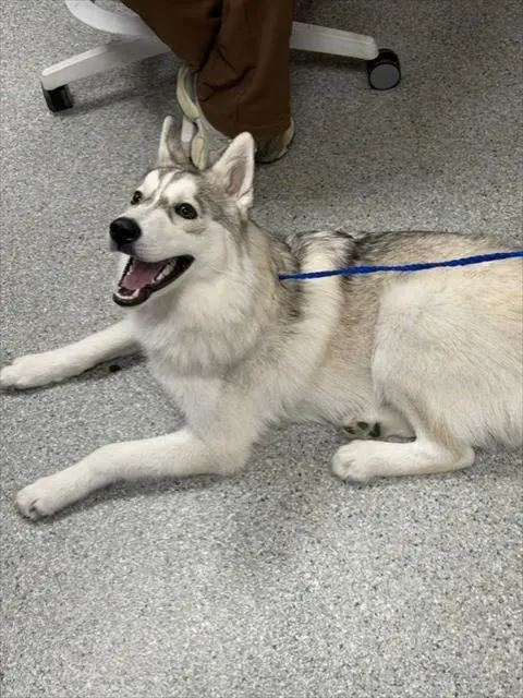 Zeus