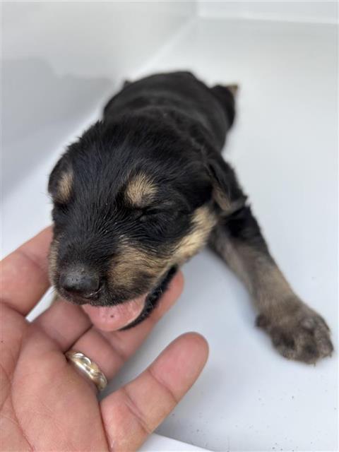 Adoptable Dog