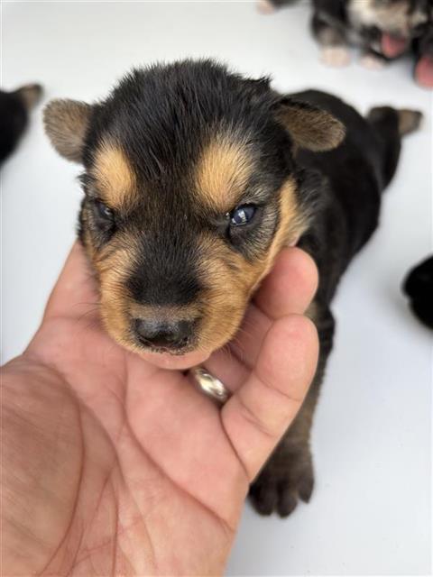 Adoptable Dog