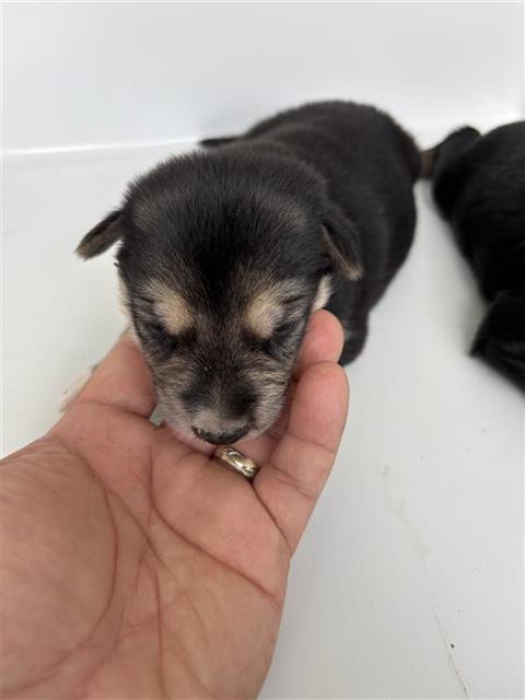 Adoptable Dog