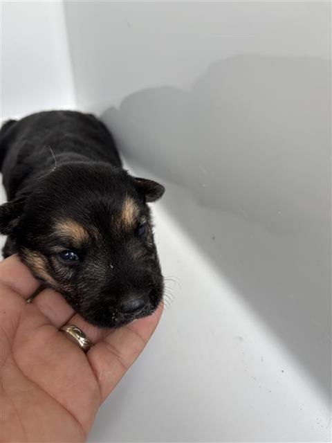 Adoptable Dog