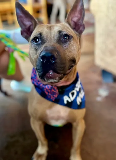 Rocco