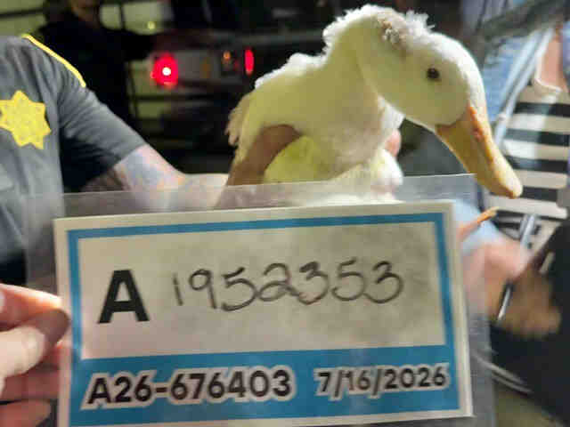 Adoptable Bird