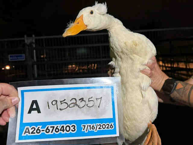 Adoptable Bird