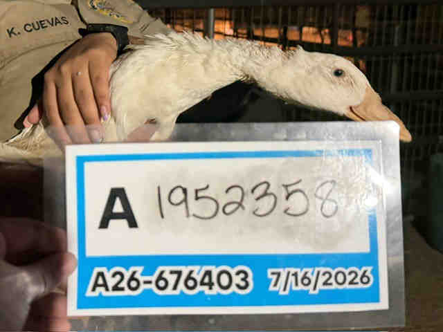 Adoptable Bird