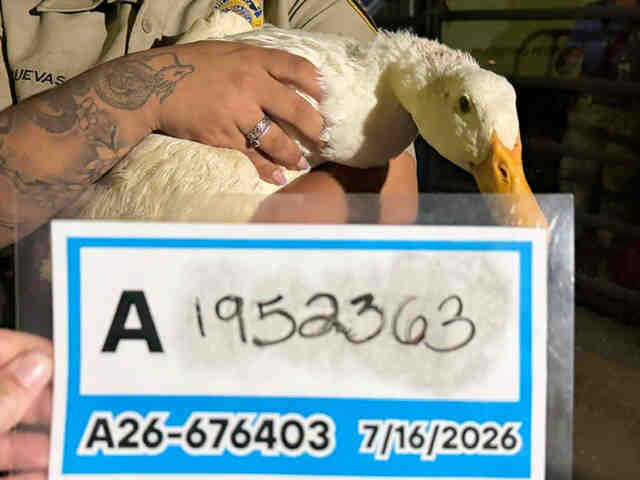 Adoptable Bird