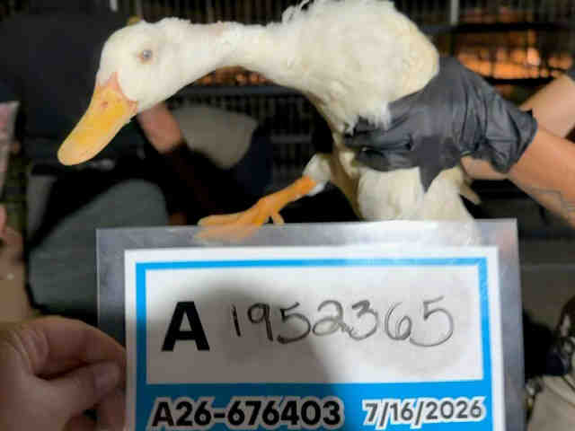 Adoptable Bird