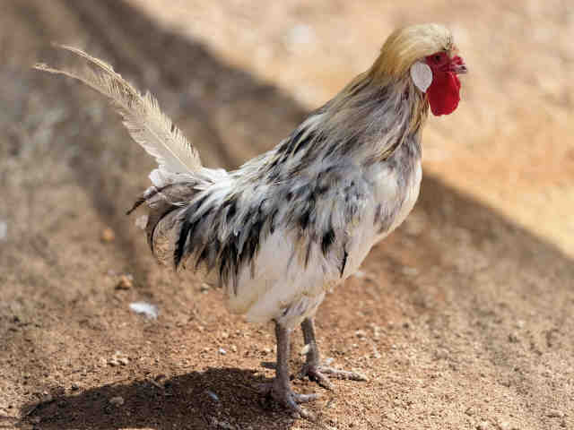 Haaland