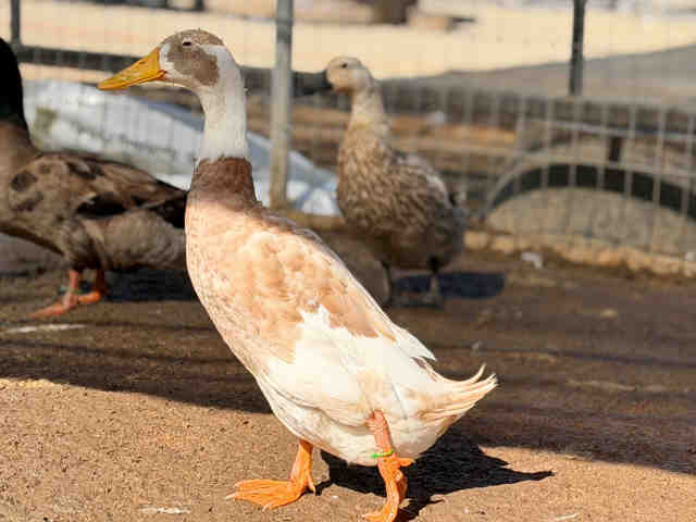 Adoptable Bird