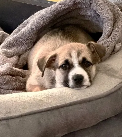 Adoptable Dog