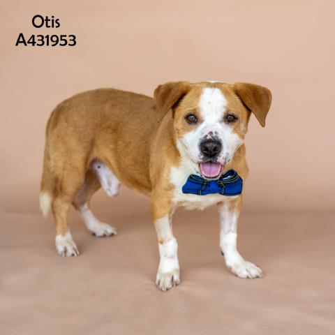 Otis