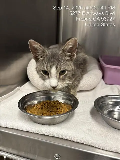 Adoptable Cat
