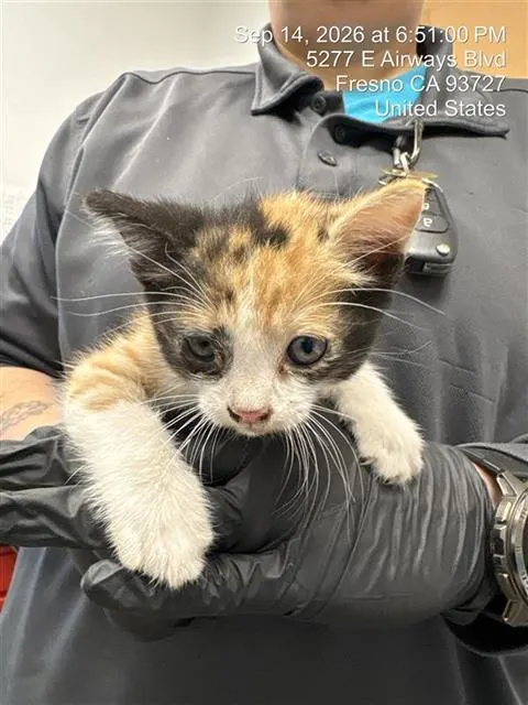 Adoptable Cat