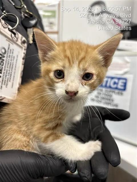 Adoptable Cat