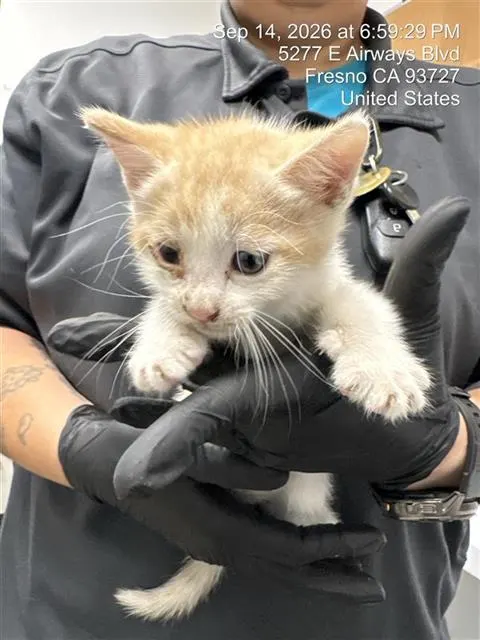 Adoptable Cat