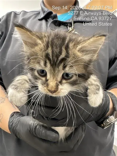 Adoptable Cat
