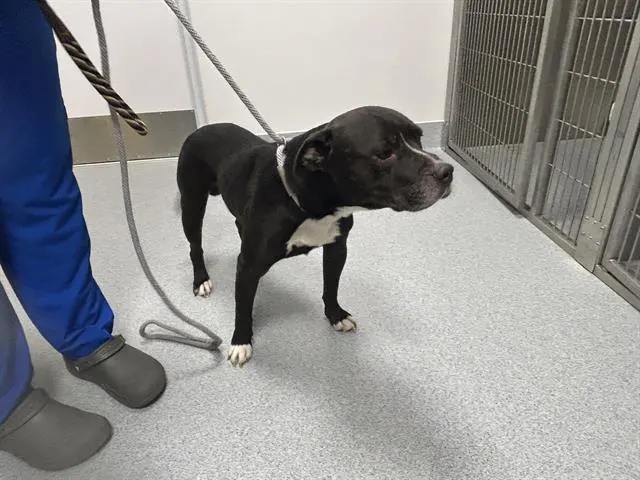 Adoptable Dog