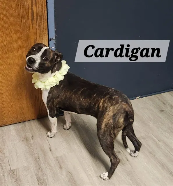 Cardigan