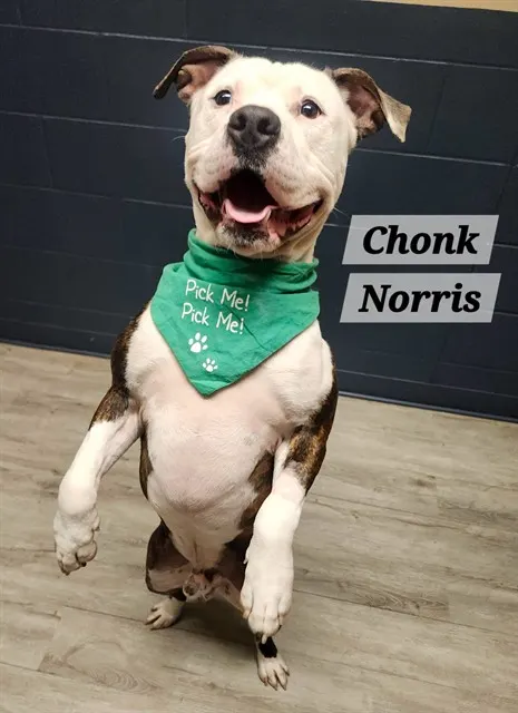 Chonk Norris