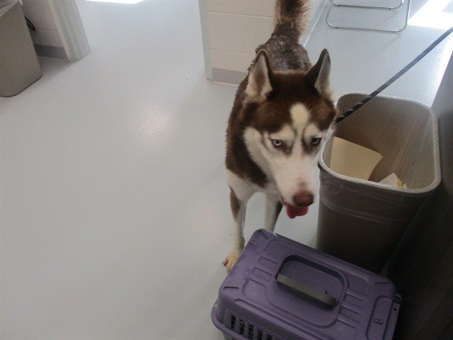 Siku