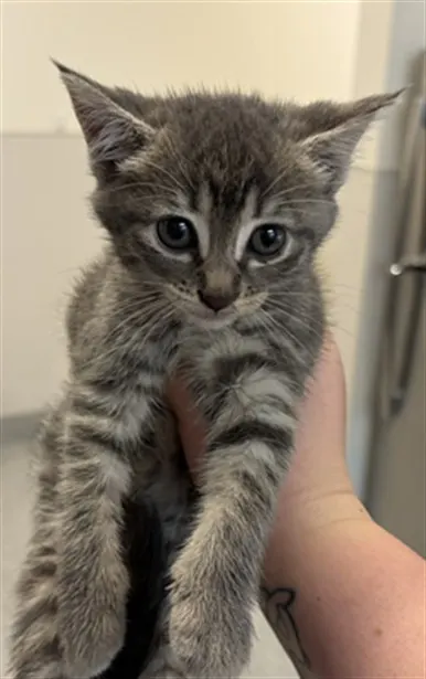 Kitten 1