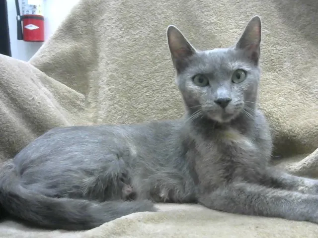 Adoptable Cat