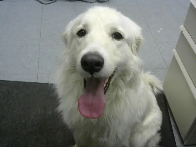 Adoptable Dog